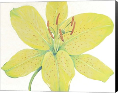 Framed Citron Tiger Lily I Print