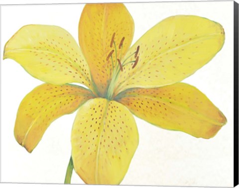 Framed Citron Tiger Lily II Print