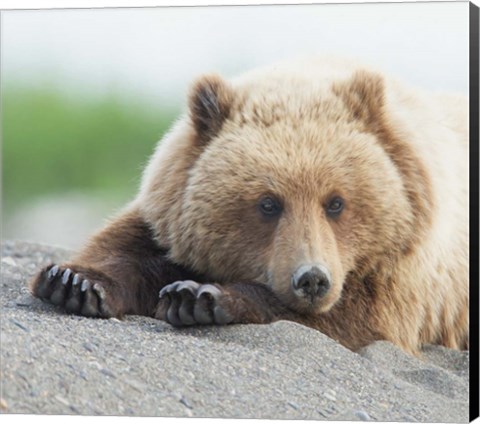 Framed Bear Life IV Print