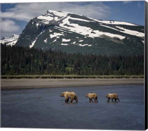 Framed Bear Life V Print