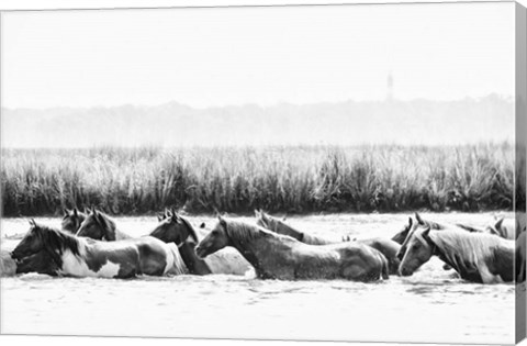 Framed Water Horses III Print