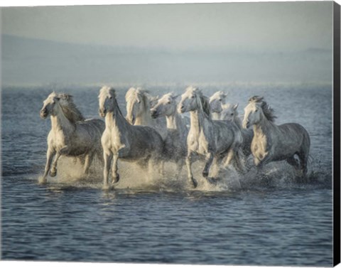 Framed Water Horses VI Print