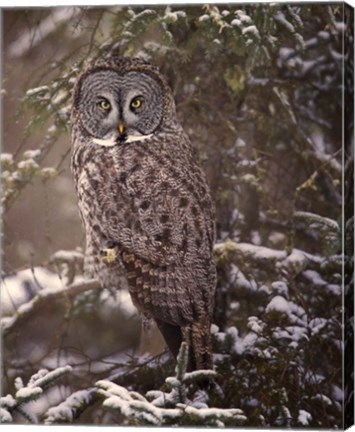 Framed Owl in the Snow I Print