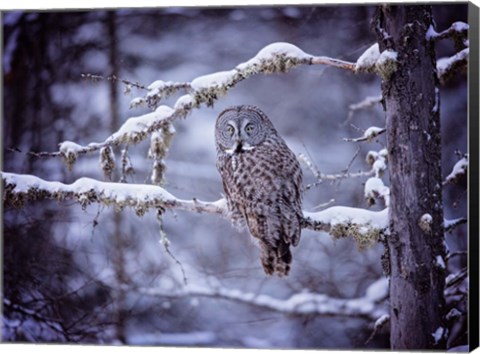 Framed Owl in the Snow II Print