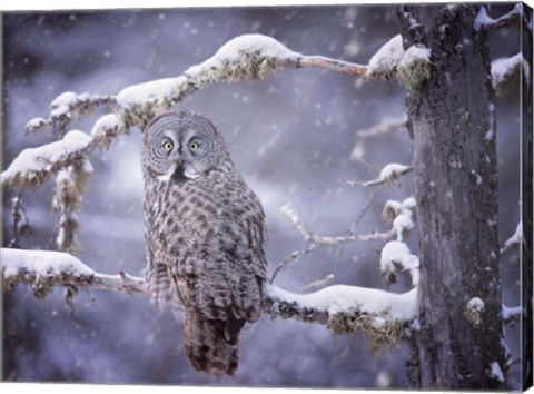 Framed Owl in the Snow III Print