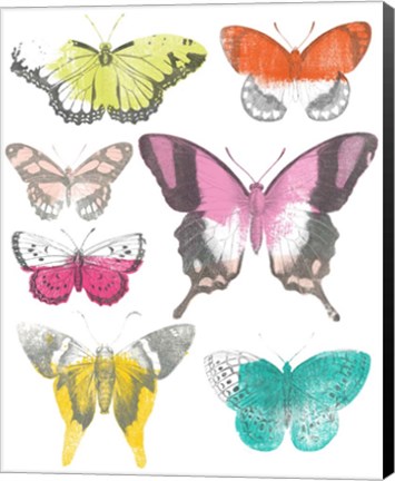 Framed Chromatic Butterflies II Print