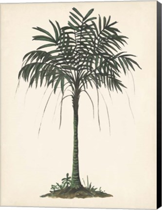 Framed Palm Tree Study II Print