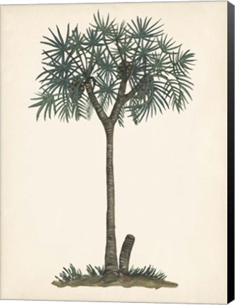 Framed Palm Tree Study III Print