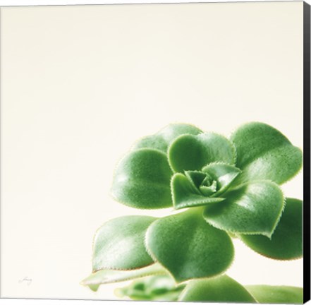 Framed Succulent Simplicity VIII Neutral Print