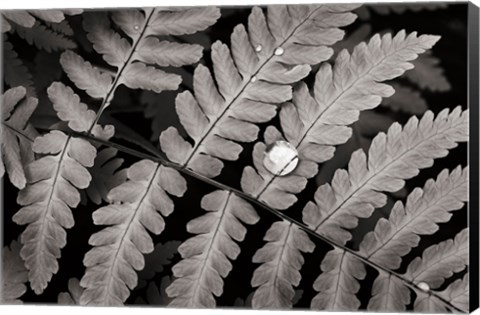 Framed Oak Fern Print