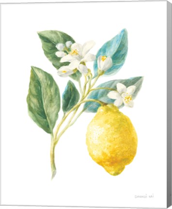 Framed Floursack Lemon I on White Print