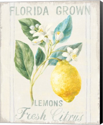 Framed Floursack Lemon I Print