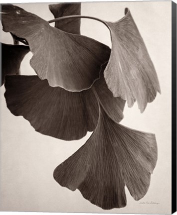 Framed Gingko Sepia Print