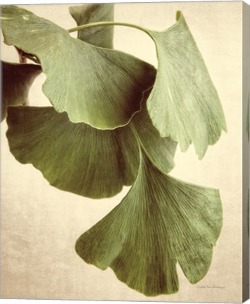 Framed Gingko Color Print