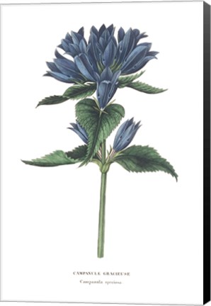 Framed Campanula Bright Print