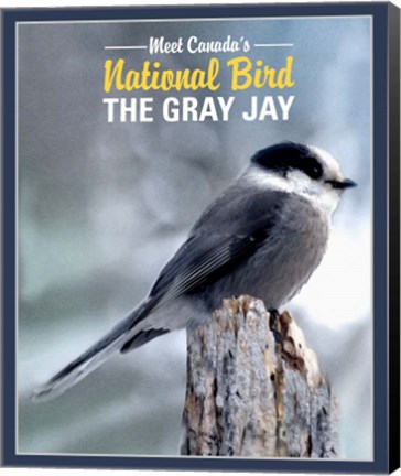 Framed Gray Jay Canada&#39;s National Bird Print