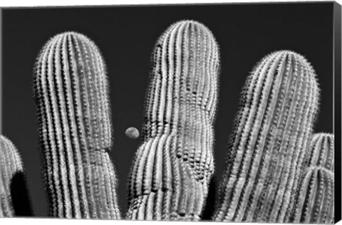 Framed Saguaro Cactus Arizona Superstition Mtns Print