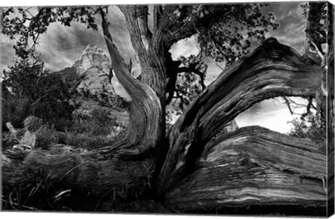 Framed Sedona Juniper Tree Print