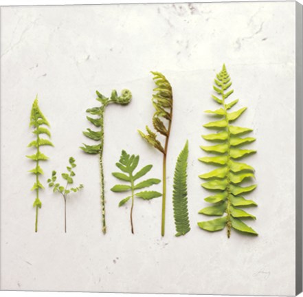 Framed Flat Lay Ferns IV Print