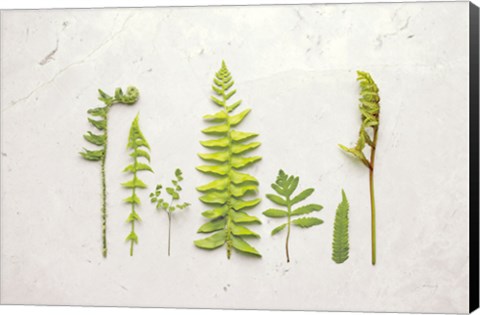 Framed Flat Lay Ferns II Print