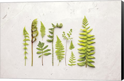 Framed Flat Lay Ferns I Print