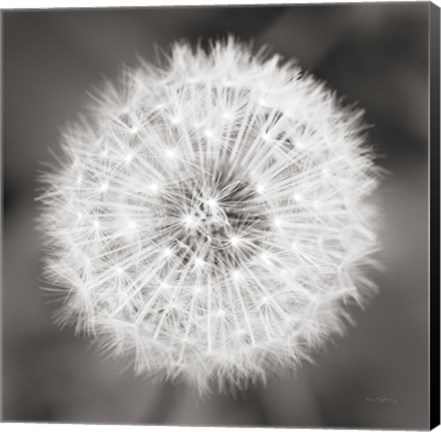 Framed Dandelion Seedhead Print