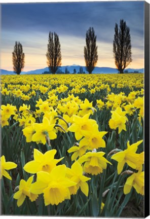 Framed Skagit Valley Daffodils I Print