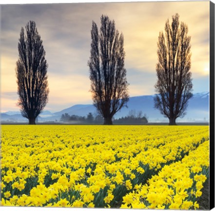 Framed Skagit Valley Daffodils II Print