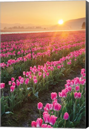 Framed Skagit Valley Tulips II Print