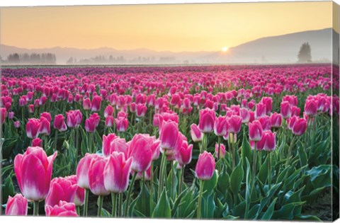 Framed Skagit Valley Tulips I Print