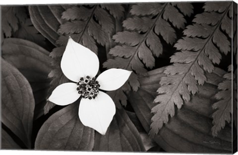 Framed Bunchberry and Ferns I BW Print