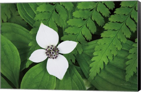 Framed Bunchberry and Ferns I color Print