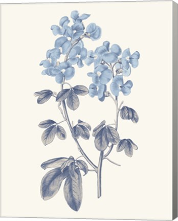 Framed Blue Botanical III Print