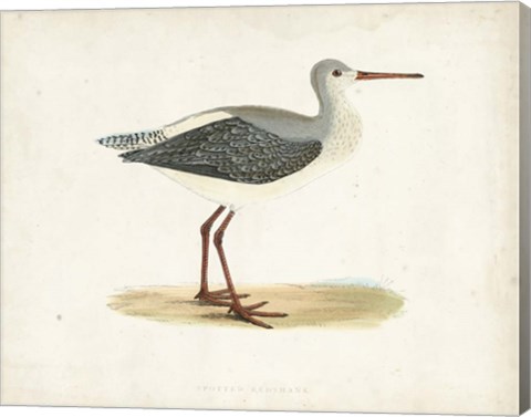 Framed Sandpiper I Print