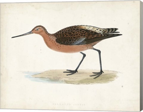 Framed Sandpiper II Print