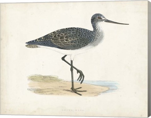 Framed Sandpiper III Print