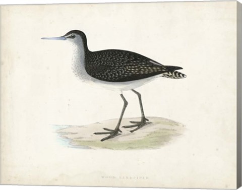 Framed Sandpiper VIII Print