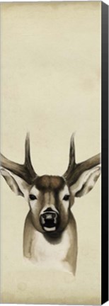 Framed Triptych Whitetail II Print