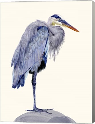 Framed Heron Study II Print
