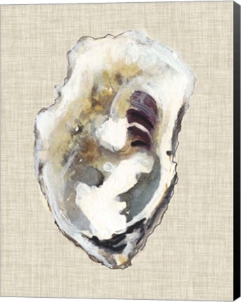 Framed Oyster Shell Study I Print