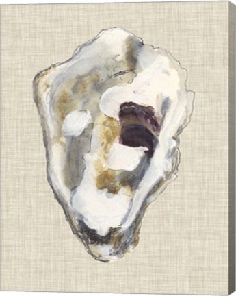 Framed Oyster Shell Study II Print