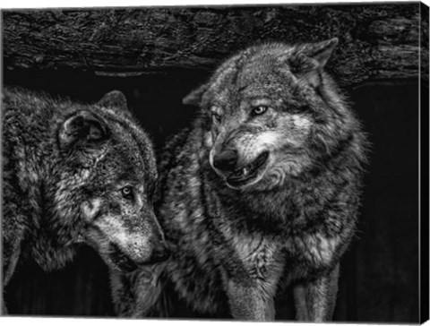 Framed Wolfpack Black &amp; White Print