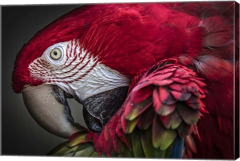 Framed Red Ara Parrot Print