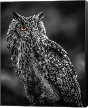 Framed Wise Owl 2  Black &amp; White Print