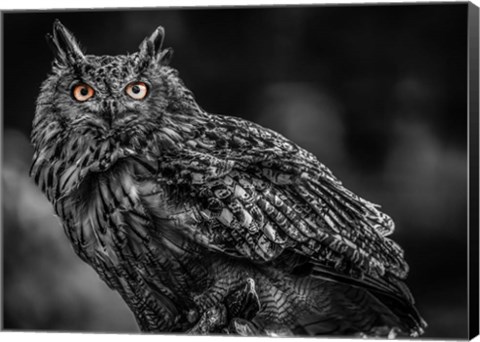 Framed Wise Owl 3 Black &amp; White Print