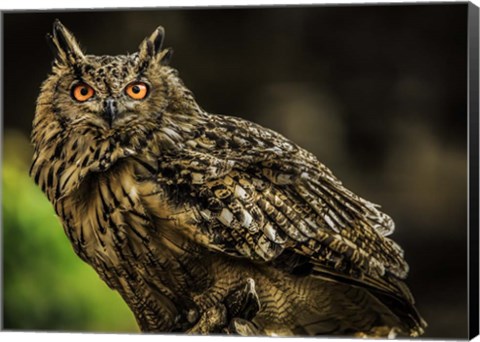 Framed Wise Owl 3 Print