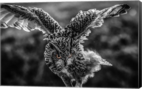 Framed Wise Owl 4 Black &amp; White Print