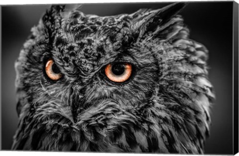 Framed Wise Owl 5 Black &amp; White Print