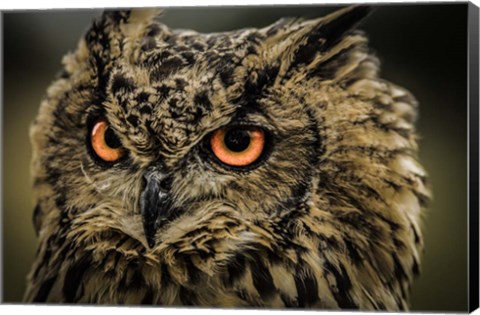 Framed Wise Owl 5 Print