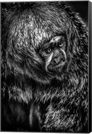 Framed Little Monkey 4 Black &amp; White Print